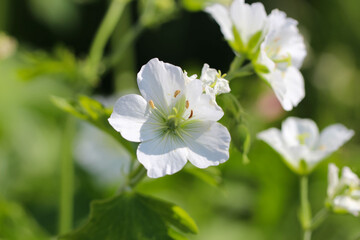 Close-up of a white flower of the buttercup species