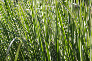 Close-up (macro photography) of grass shoots with selective focus in sunlight as a natural background or texture