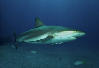 Caribbean Reef Shark at Twilight