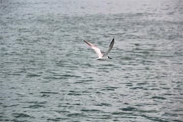 Fototapeta na wymiar Soaring seagull.