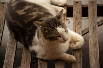 Um gato malhado, deitado sobre uma espreguiçadeira de madeira.