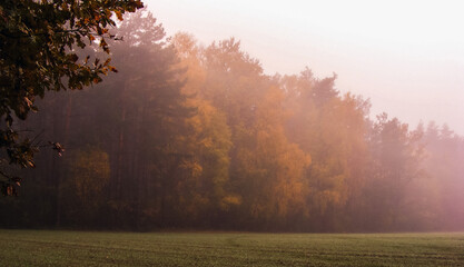 A misty autumn day at the edge of the forest - obrazy, fototapety, plakaty