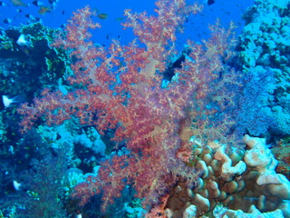 Fototapeta na wymiar coral reef in the blue sea scuba diving in Egypt, Africa 
