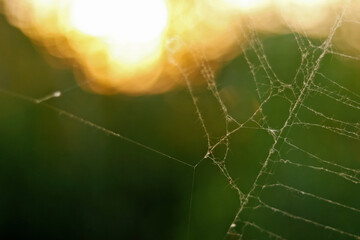 A closeup of spiderweb, sunset and greenery in the background