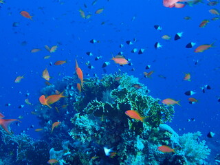 Fototapeta na wymiar coral reef in the sea scuba diving in Egypt, Africa 