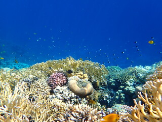 coral reef in the sea scuba diving in Egypt, Africa 