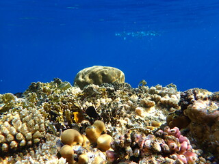 Naklejka na ściany i meble coral reef in the sea scuba diving in Egypt, Africa 