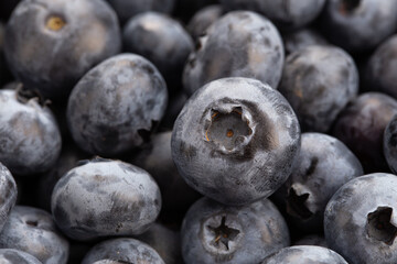 The surface is covered with a thick layer of blueberries, marsh crops. Natural background.