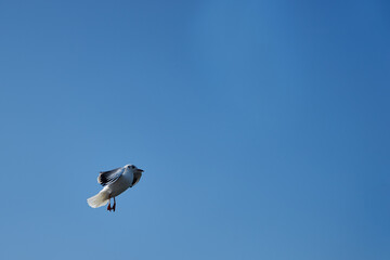 Image of seabirds. Image of seagulls.