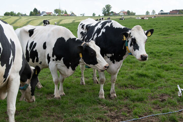 Naklejka na ściany i meble Kühe auf der Weide in Niedersachsen. Das Gras ist saftig grün und es ist sonnig.