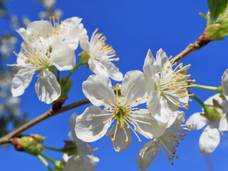 Image of a blooming apple tree.