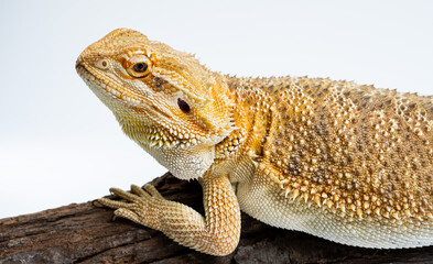 bearded dragon on white background