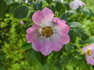 Flowering of rosehip in May in summer