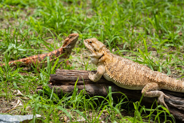 bearded dragon on ground with blur background