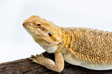 bearded dragon on white background