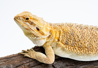 Fototapeta premium bearded dragon on white background