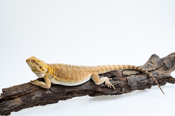 bearded dragon on white background