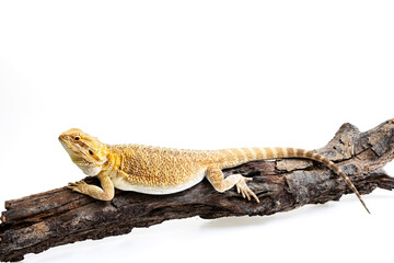 bearded dragon on white background