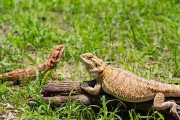 bearded dragon on ground with blur background