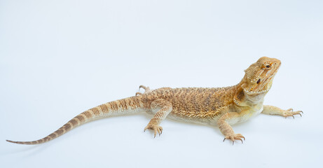 bearded dragon on white background