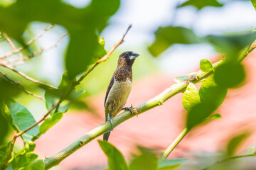 The sparrow is watching the nest.
