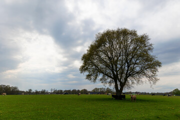 Agricultural fiels with tree and milk cows