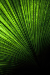 Obraz premium palm leaf in the garden for background