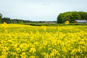 Obraz premium British town landscape view with blooming rapeseed foreground in england uk