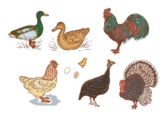Birds home farm chickens ducks roosters turkeys vector graphic illustration hand-drawn. Engraving color print textile products meat background