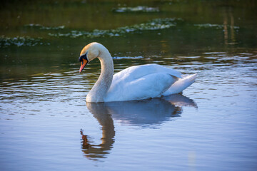 Reflection of swimming mute swan