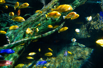 Fish group with coral reef in sea life aquarium
