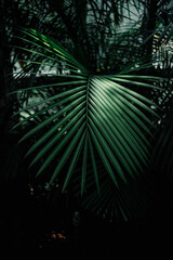 Fototapeta na wymiar Sub Tropical Palm Leaves