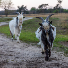 Two wild goats in nature area