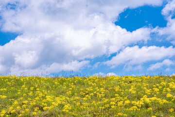 Obraz premium Vivid nature background with green meadow, yellow mountain flowers and blue sky with clouds. Bright day horizon landscape