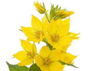 Inflorescence of yellow loosestrife flowers, lat. Lysimachia, isolated on white background