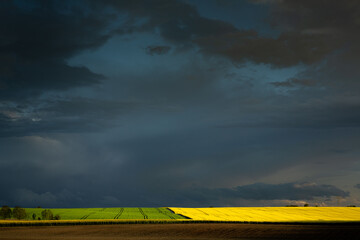 Obraz premium Large rapeseed in the country side during the crop spring season