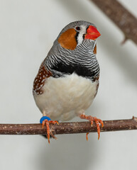 zebra finch male on twig perch