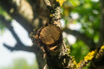 Obraz premium close up of a tree