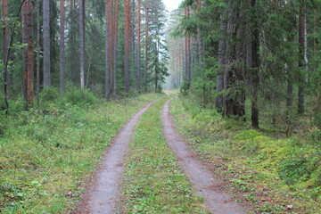 path in the forest