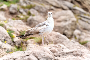 Seagull standing on the top of the cliff. Beautiful backdrop for your design in pastel colors. Wildlife concept.