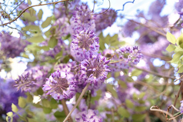 Close up blossoming wisteria lilac flowers on defocused natural leaves and blue sky background. Selective focus.