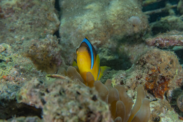 Fish swim in the Red Sea, colorful fish, Eilat Israel
