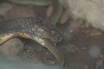 King cobra is biting a snake to eat