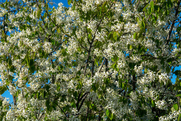 blooming irga Amelanchier in the garden