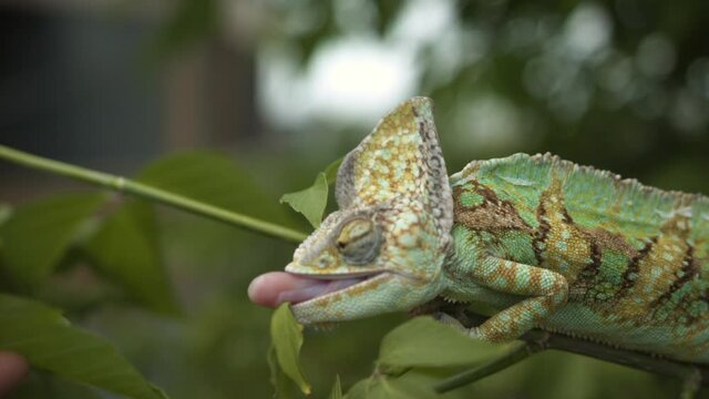 Chameleon eating in slow motion - tongue extending to grab insect in a tree