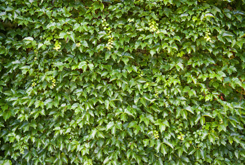 green ivy on wall background