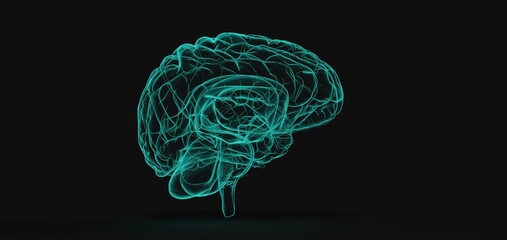 Human brain Anatomical Model 3d illustration.