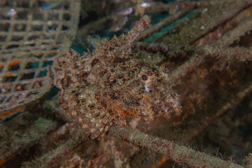 Fish swim in the Red Sea, colorful fish, Eilat Israel

