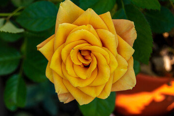 Orange rose close-up