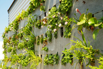 Close up of a vertical green wall garden with green plants blossoming in the summer